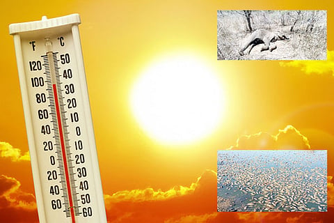 Heat Wave