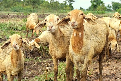 Sheep