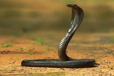 Snake