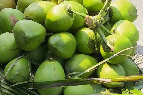Tender coconut