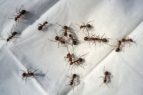 ant