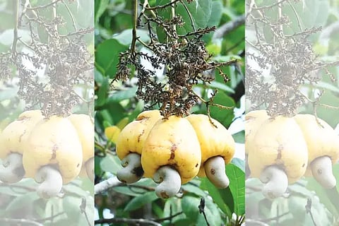 cashew