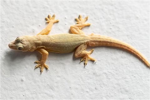 lizard