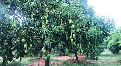 mango