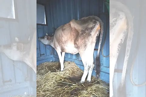cow