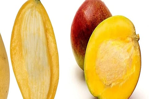 Mango Kernel