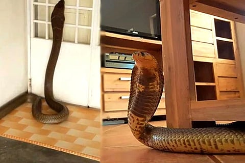 Snakes
