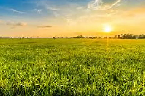 green field