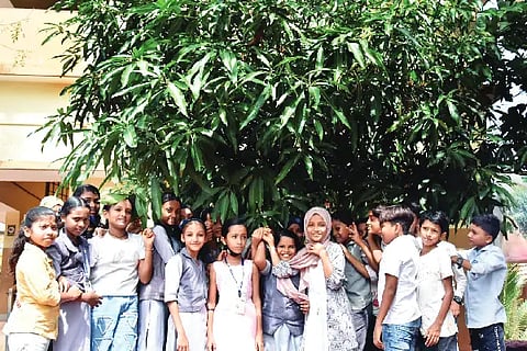 mango tree