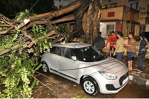 tree fallen