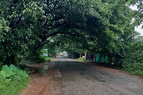 trees