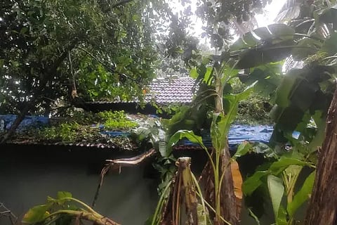 web - padubidhri