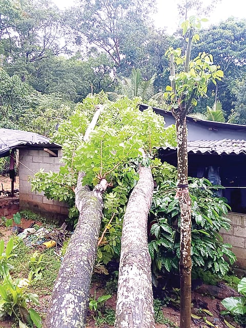 ಮನೆ ಮೇಲೆ ಮರ ಬಿದ್ದು ಅಪಾರ ಹಾನಿ