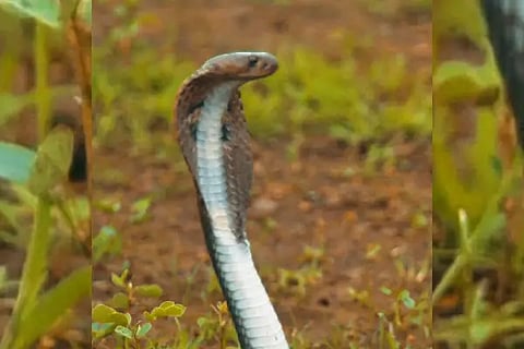 145