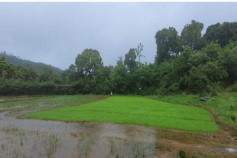 Agricultural activity boosted by good rains