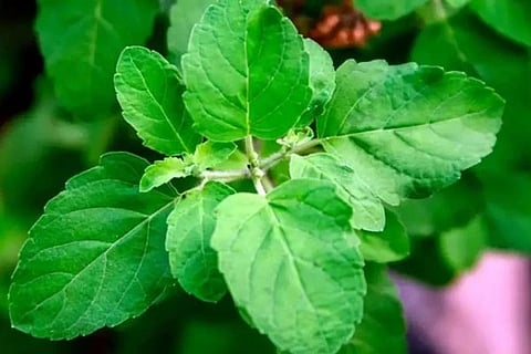 Basil Leaves