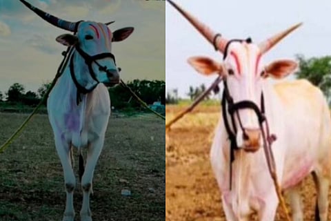 Bull Sold For 18 Lakhs Vijayapura