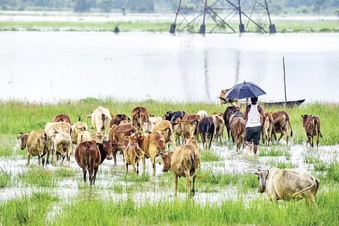 Cattle