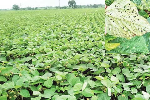 Diseases and pests of crops