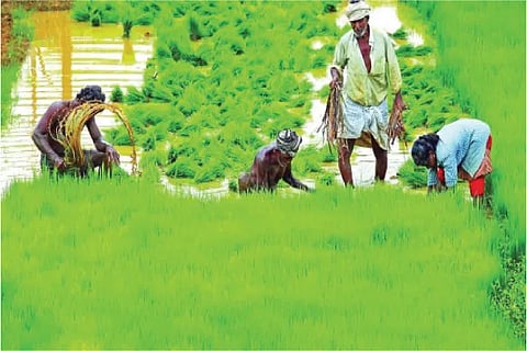 Farming