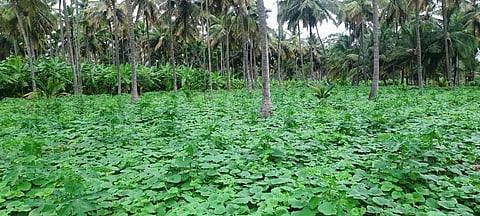Kailancha-Ph-003-Negila Yogi- Gunnur Mhadevamurthy Story -SAmabar Southe Thota-13-7-2024