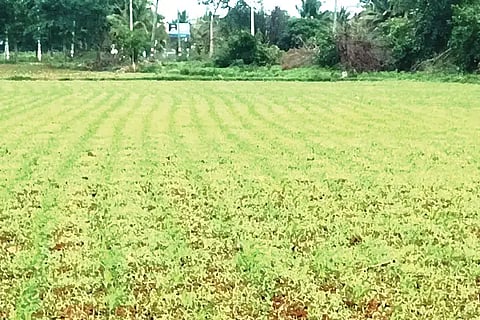 Mayaconda, Maize, Sorghum, Weed,