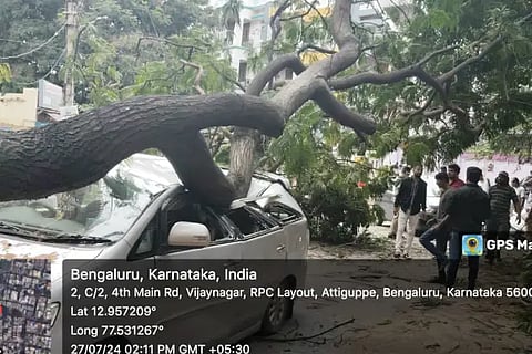 Tree fall
