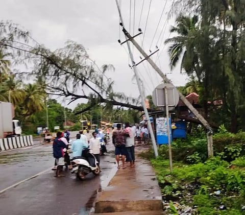 Rain effect tree fallen