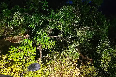 huge tree