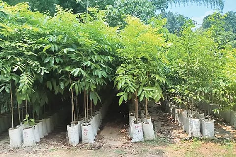 plants