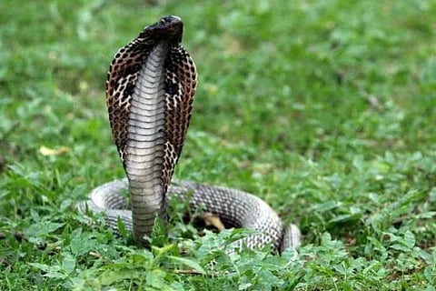 snakes
