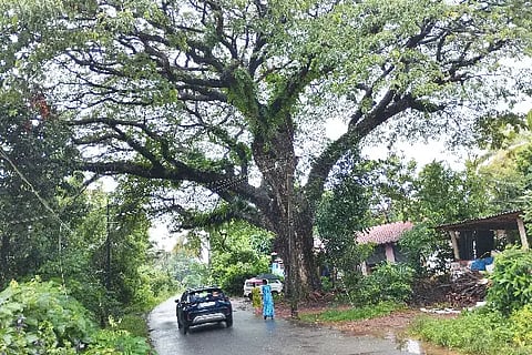 tree