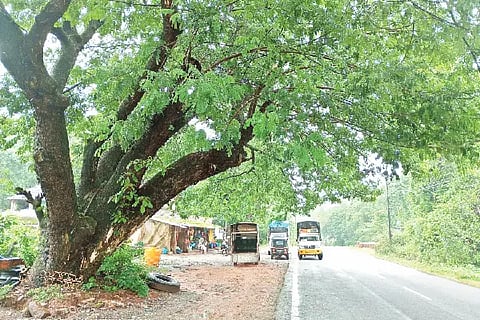 tree-2