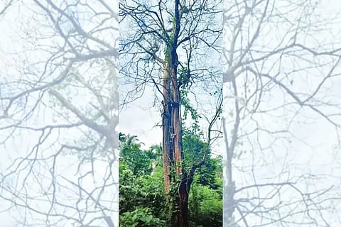 tree