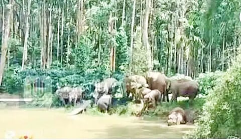 mdg elephant
