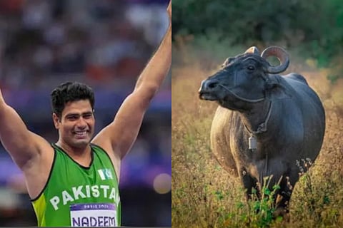 Arshad Nadeems father in law to gift javelin star buffalo after Paris victory