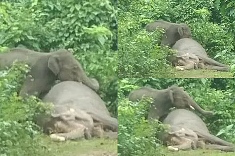 Baby Elephant