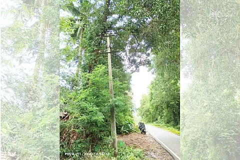 Big tree