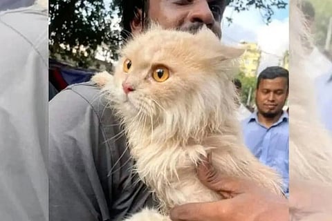 Cat