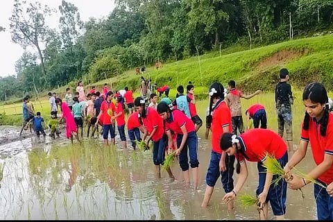 Kodachadri School students Paddy Planting
