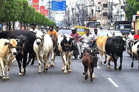 Ksd_Cattle