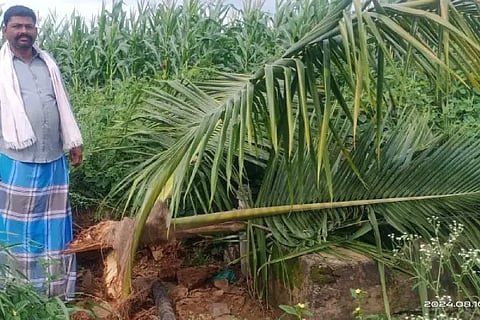 PIG ATTACK COCONUT TREE