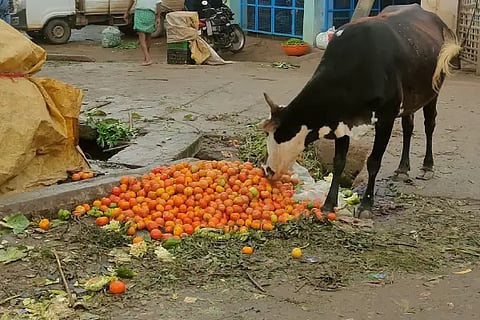 Tomato Rate colapse