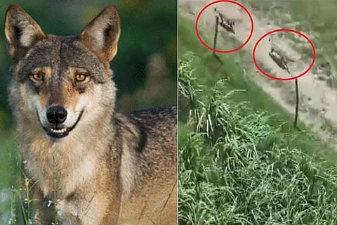 Wolf Attack