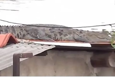 crocodile 1