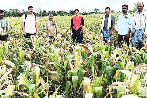 maize crop damaged the heavy rain
