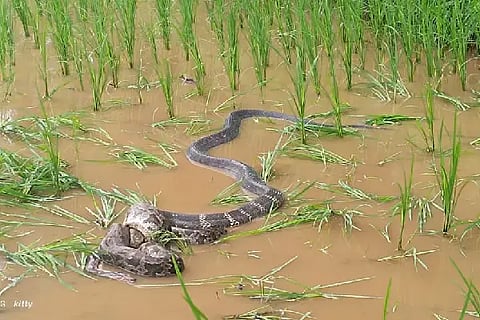 python
