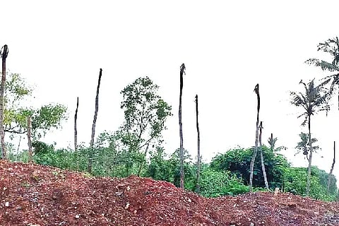 tree