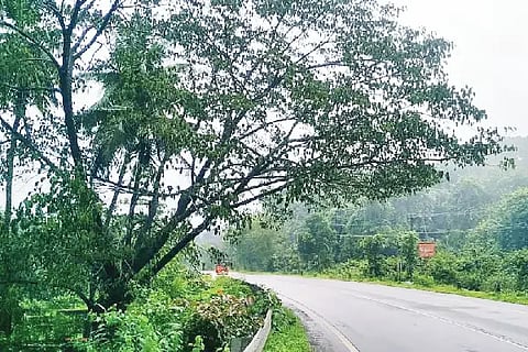 tree