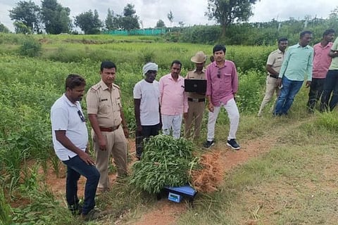 Marijuana plant culprits arrested